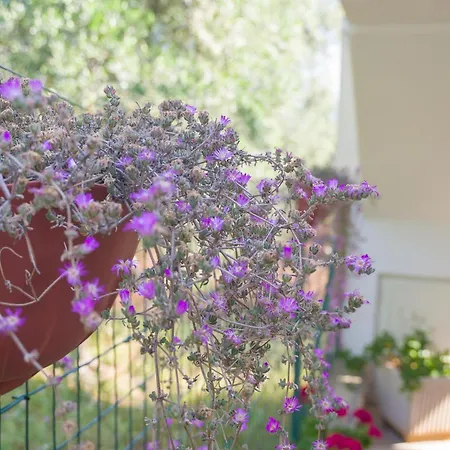 Arbi Vacanze * マッティナータ